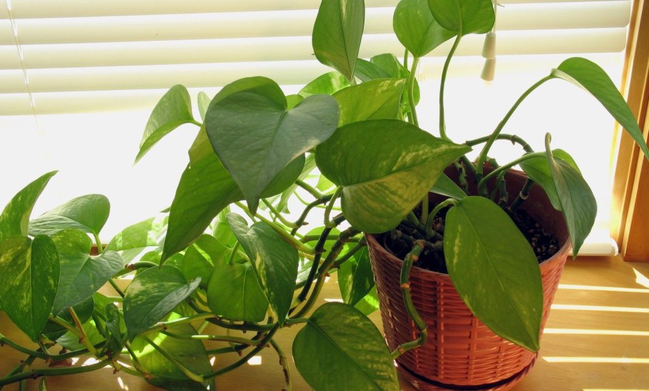 Сциндапсус Вьюн Лиана