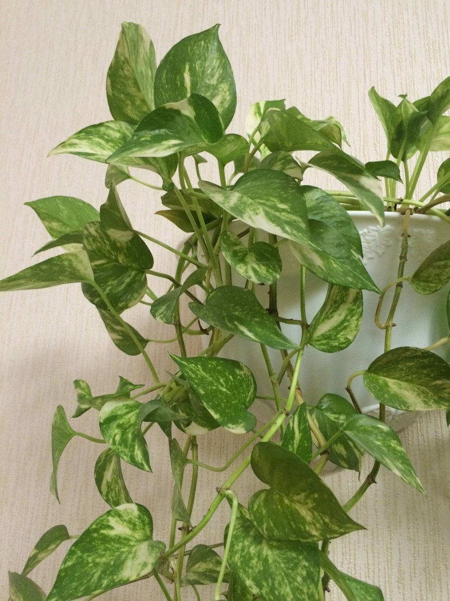 Филодендрон Сканденс моссток