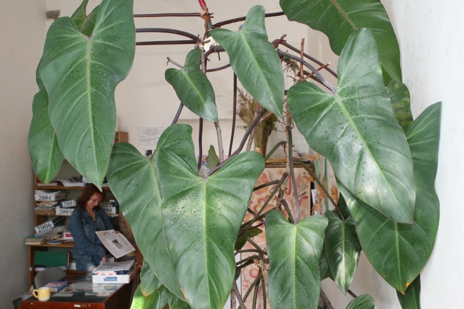 Филодендрон Сканденс Грин