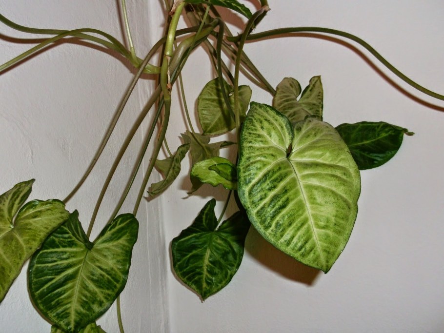 Лиана Эпипремнум
