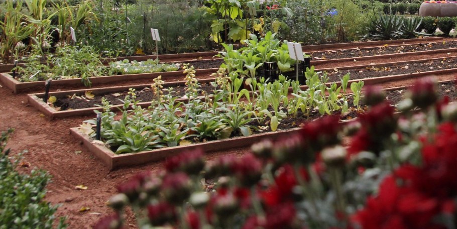 Собянина с дачной тележкой фото