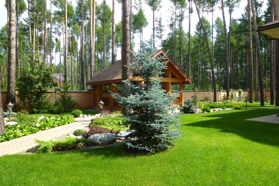 Ель Нидиформис в ландшафтном