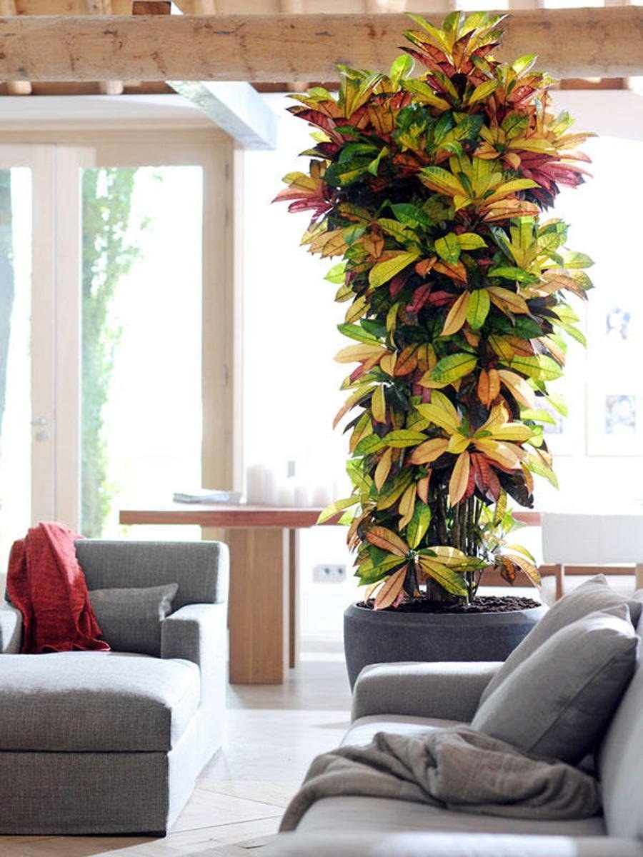 Монстера крупнолистная