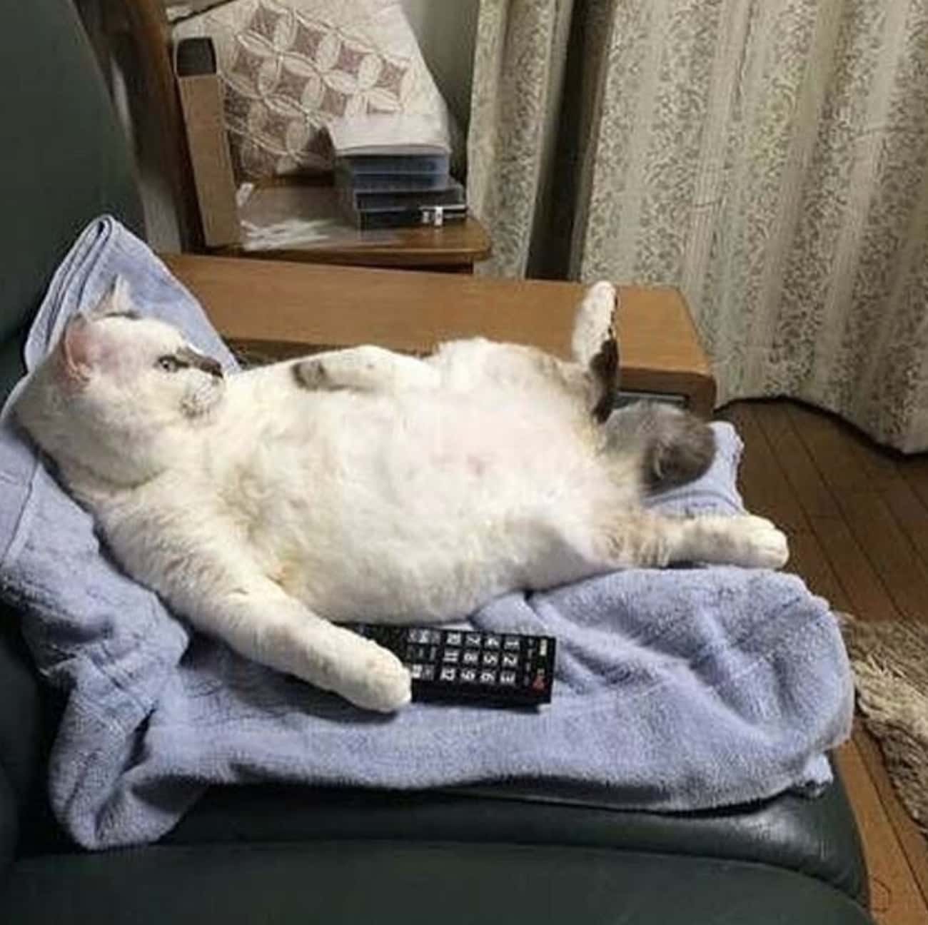 Толстый кот на диване