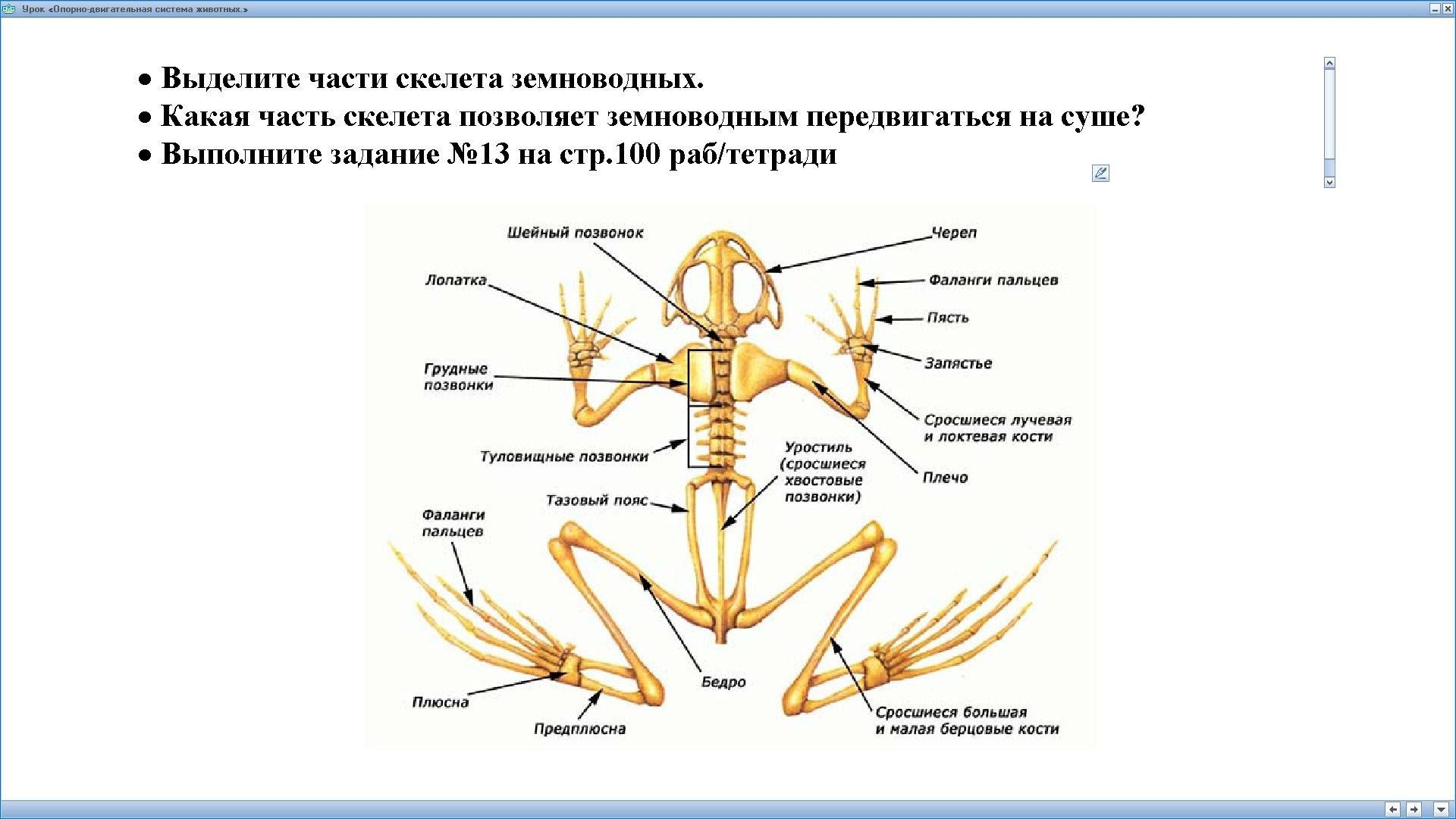 Скелет передних конечностей лягушки. Рис 73 скелет лягушки. Скелет лягушки ключица. Скелет конечностей амфибий. Скелет пояса передних конечностей у земноводных.