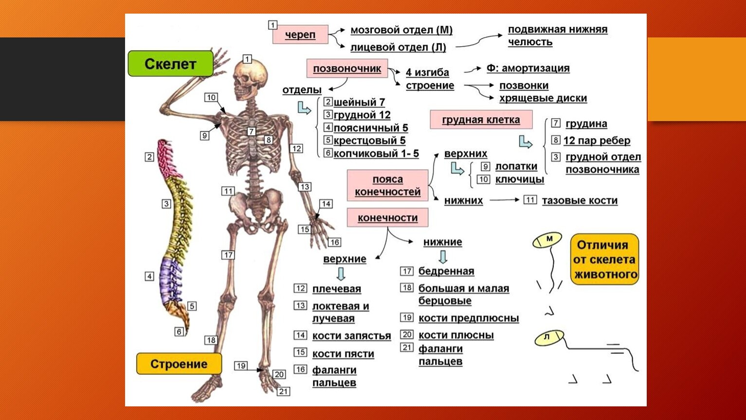 Строение скелета фото