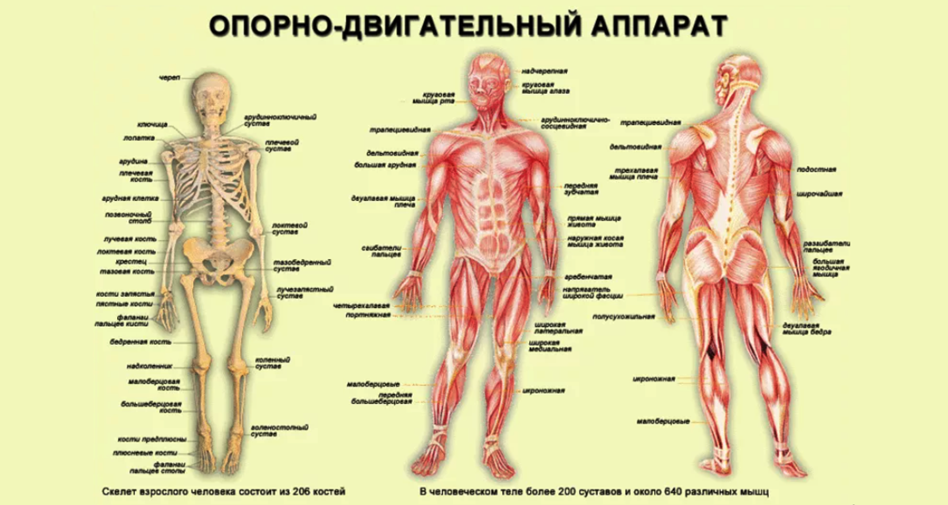 Человеческий организм в основном в. Костно-мышечная система строение. Опорно двигательная система органы и функции. Системы опорно-двигательного аппарата. Строение тела человека опорно-двигательная система.