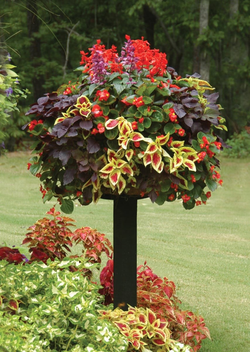 Ипомея колеус