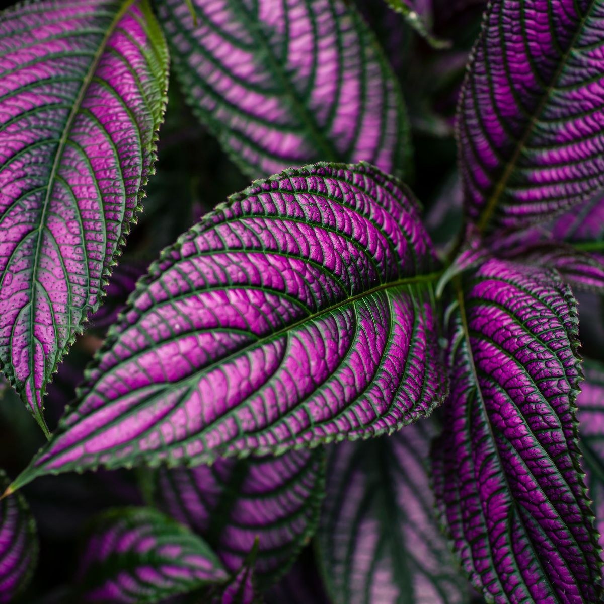 Цветок с фиолетовыми листьями название фото комнатное растение