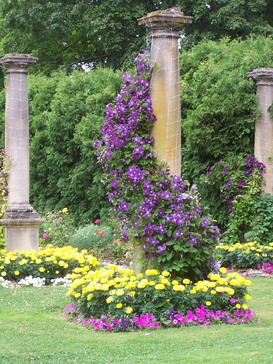 Беседка увитая клематисом