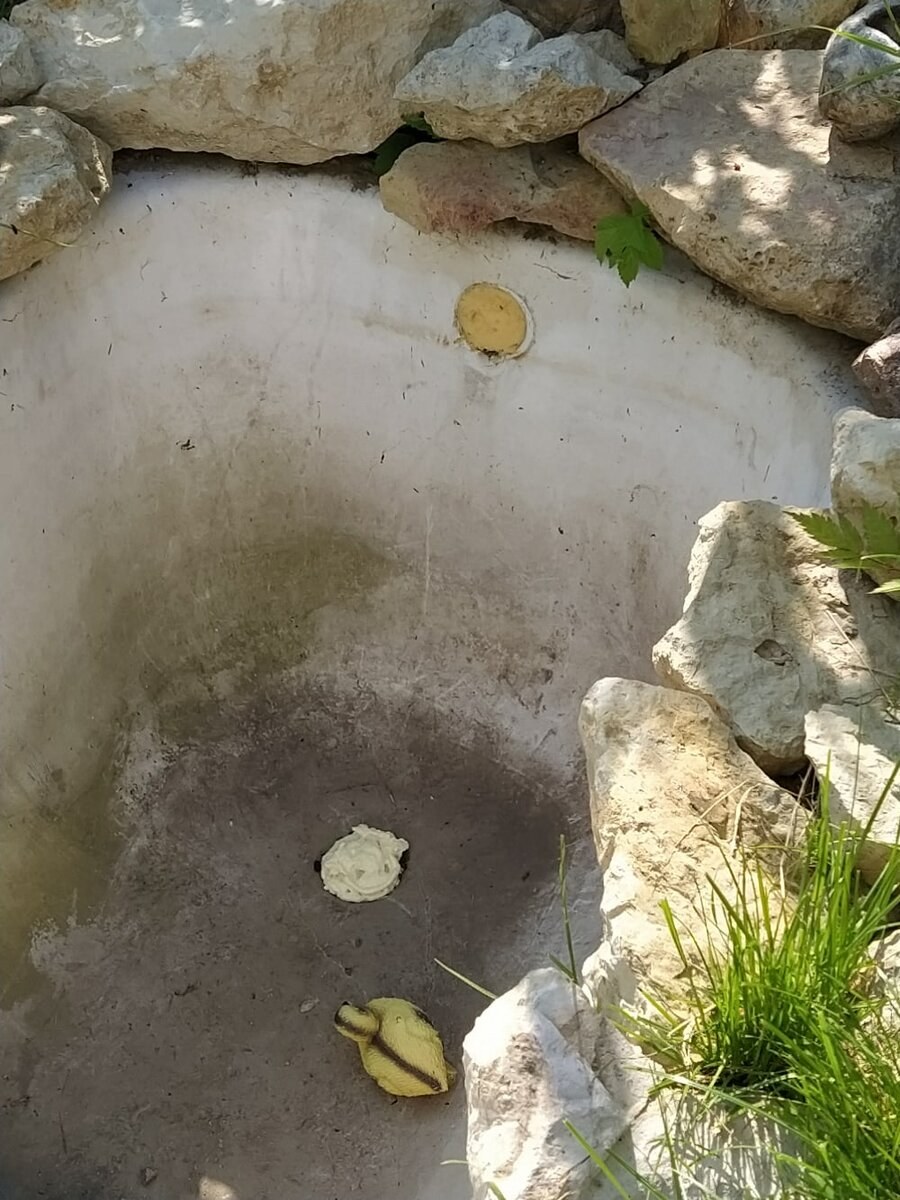 Пруд из ванны на даче (65 фото)