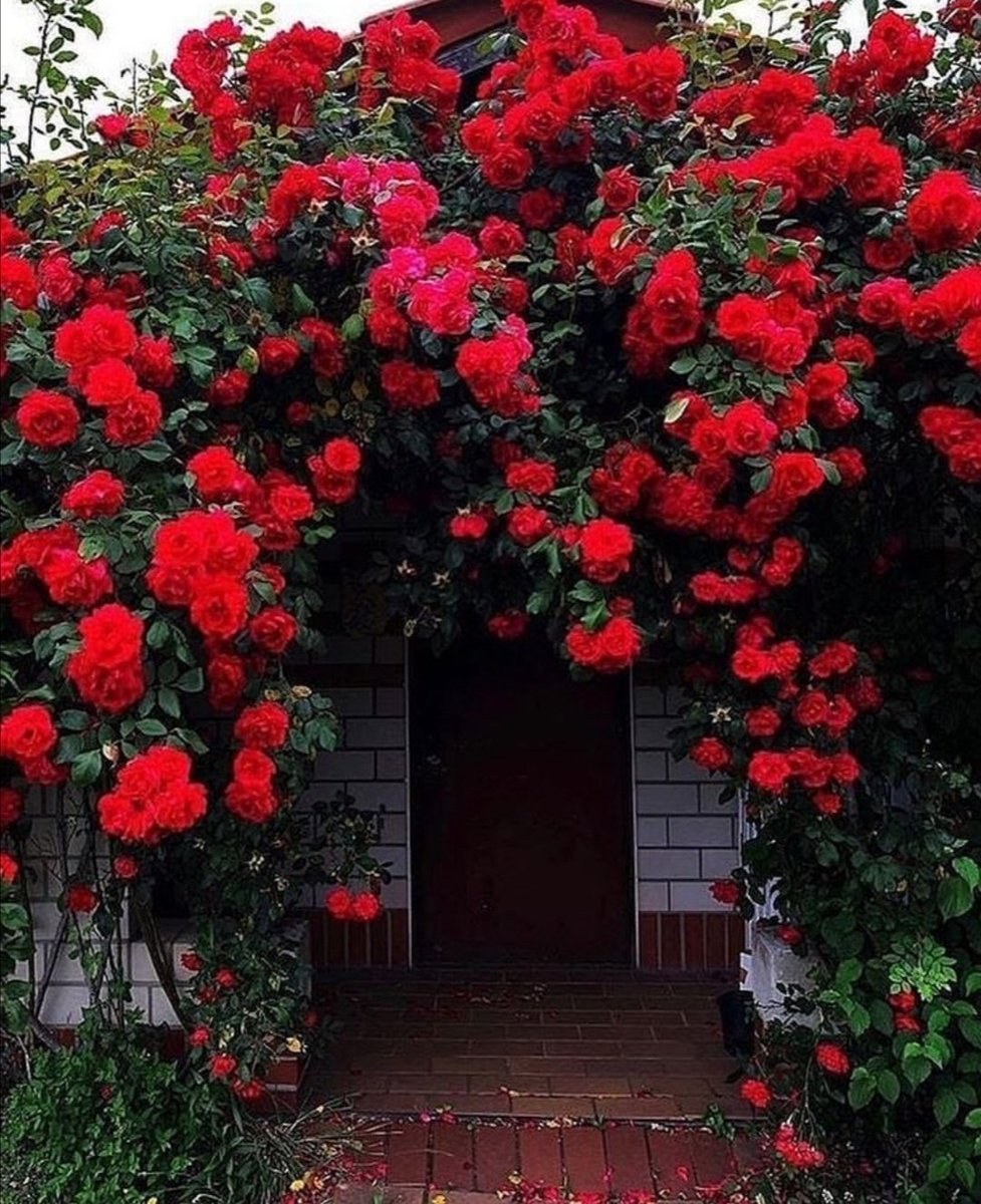 Кустовая роза на даче (79 фото) - красивые картинки и HD фото