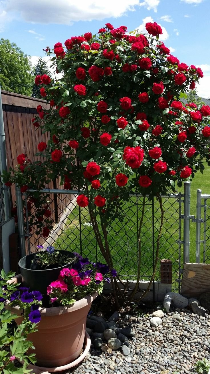 Плетистая роза Blaze