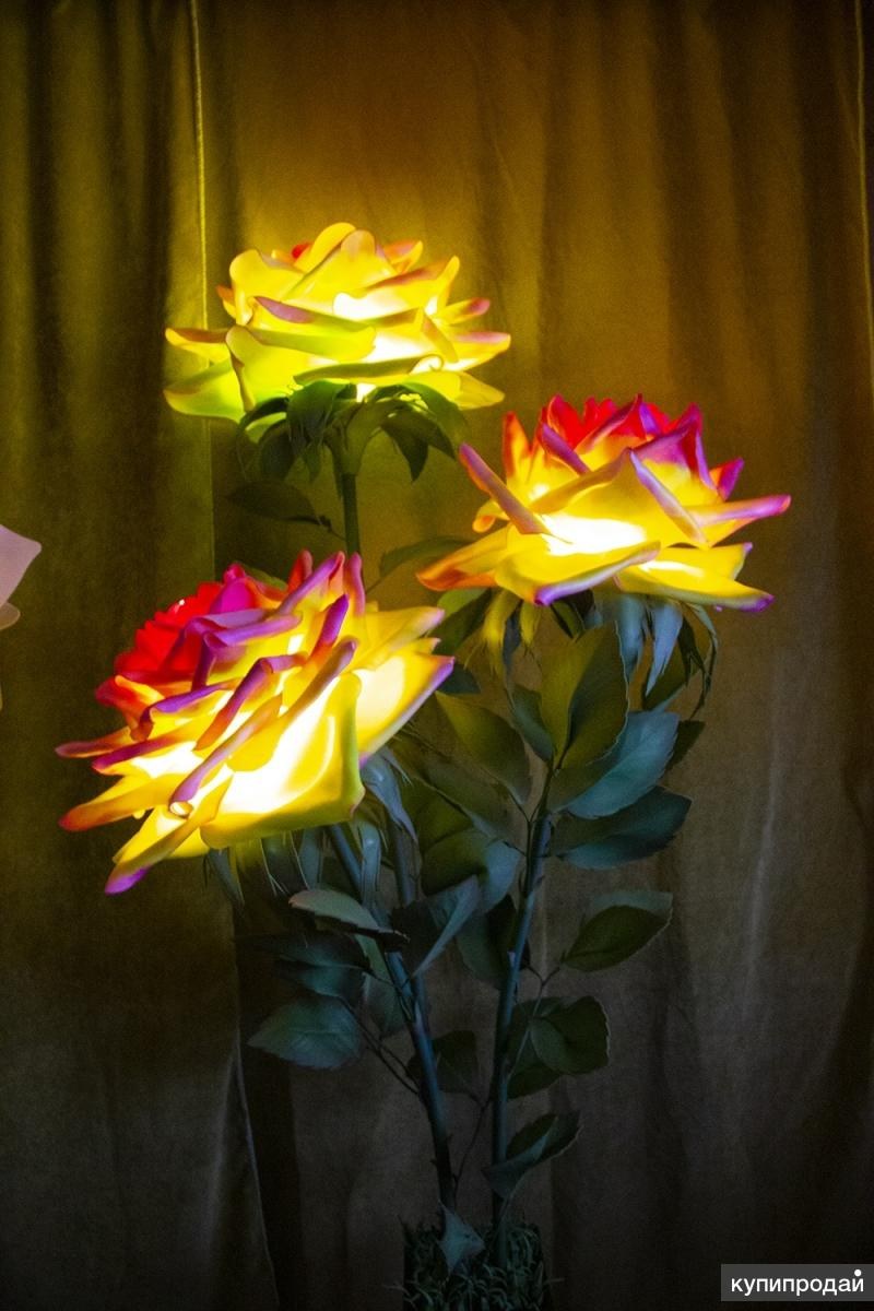 Роза изолон 50 см