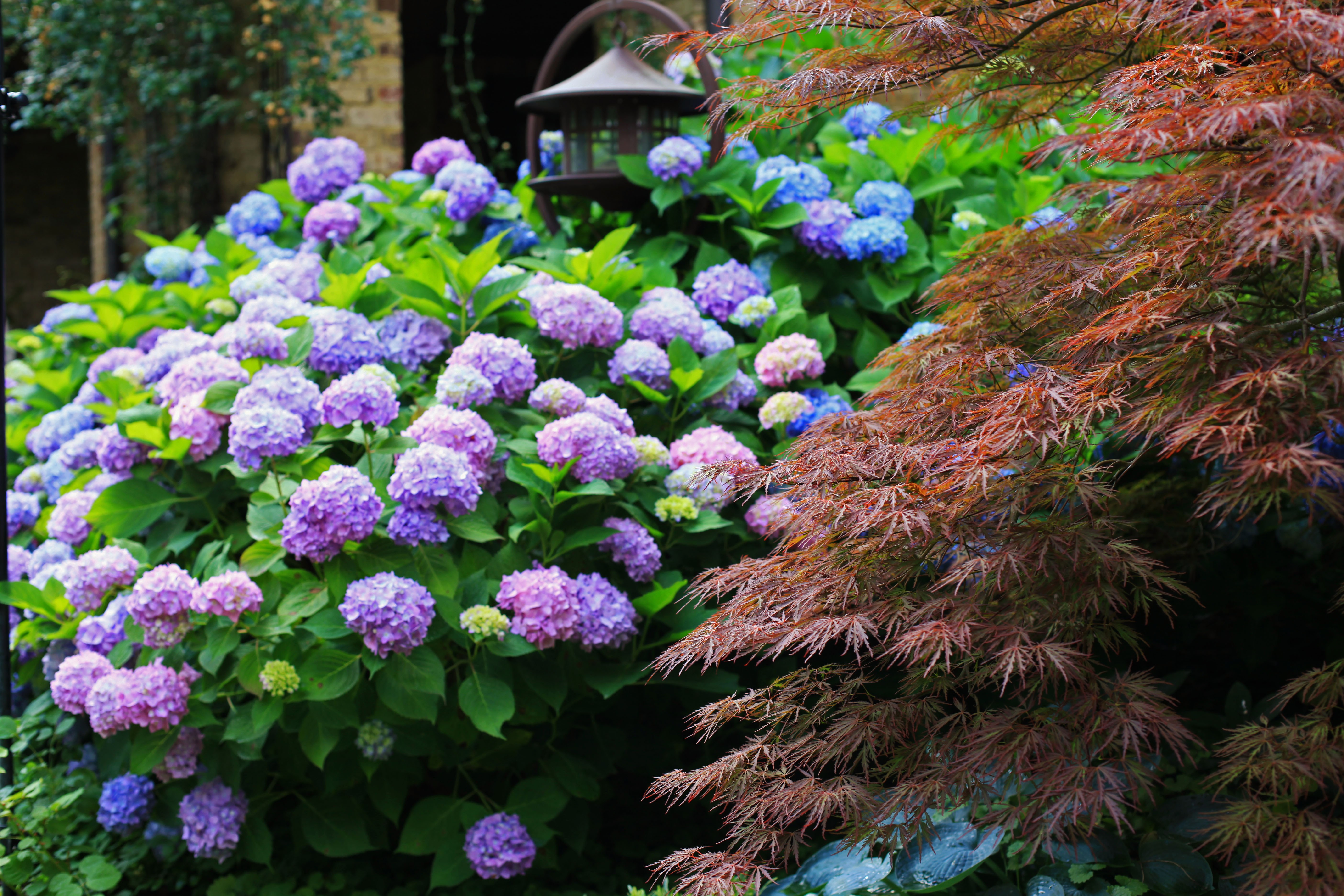 Цветущие кустарники для сада фото и названия