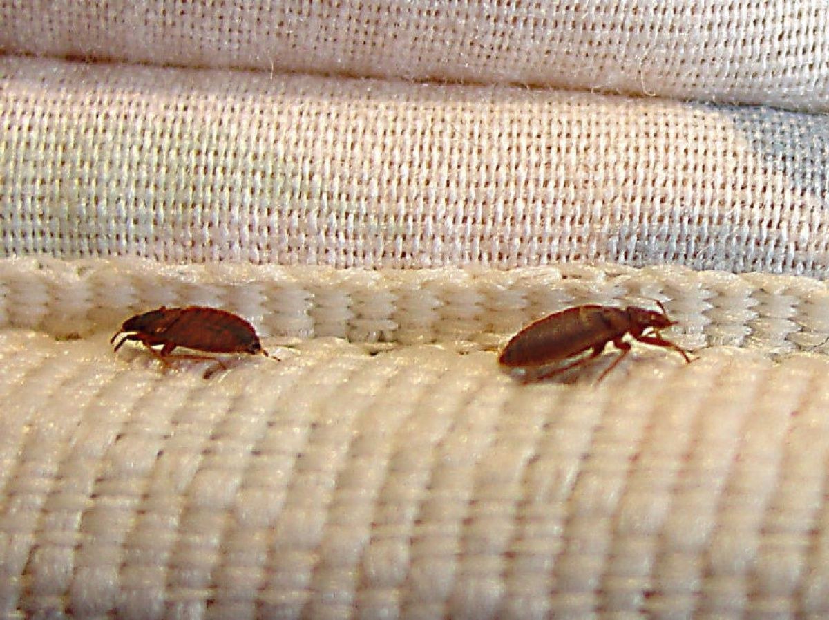 мохнатые жуки в диване