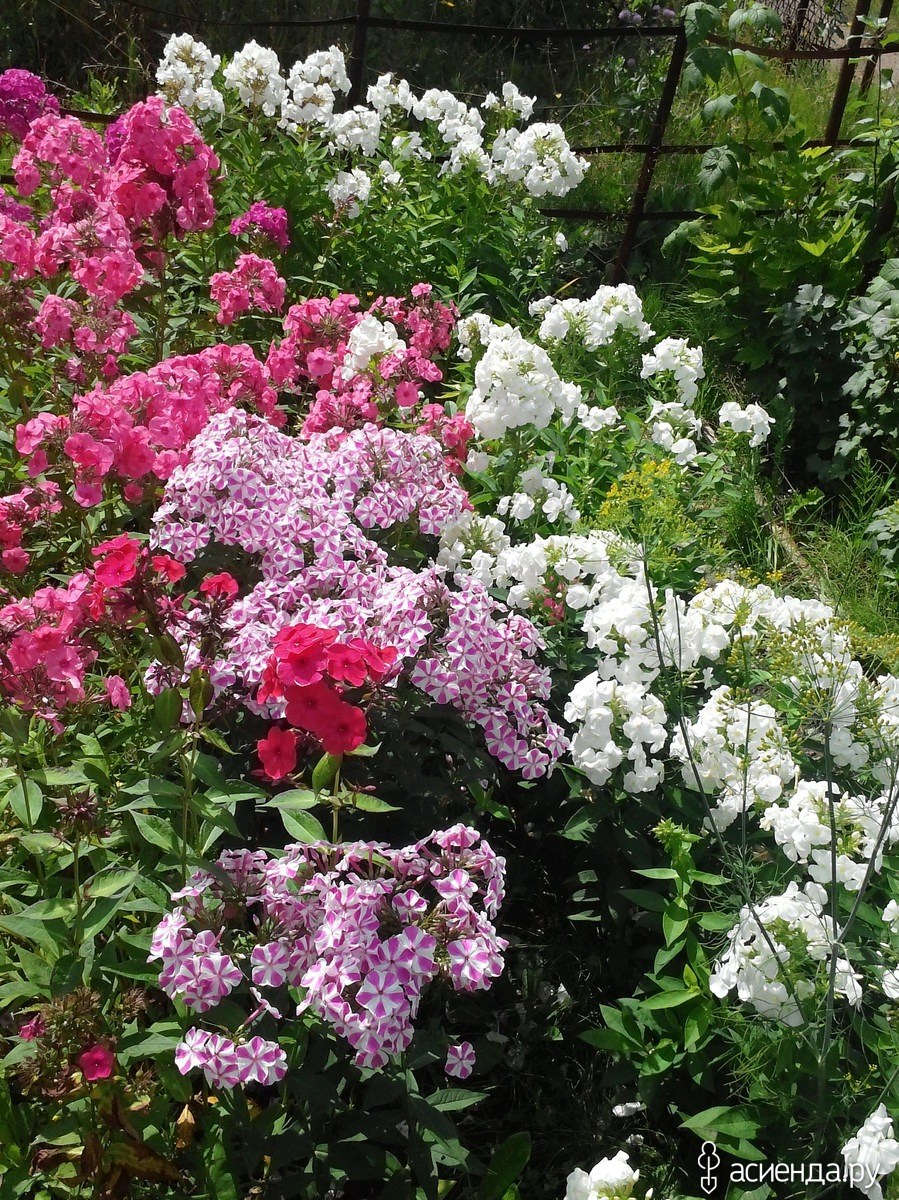 Клумба Мальва дельфиниум Хоста Флоксы рудбекия