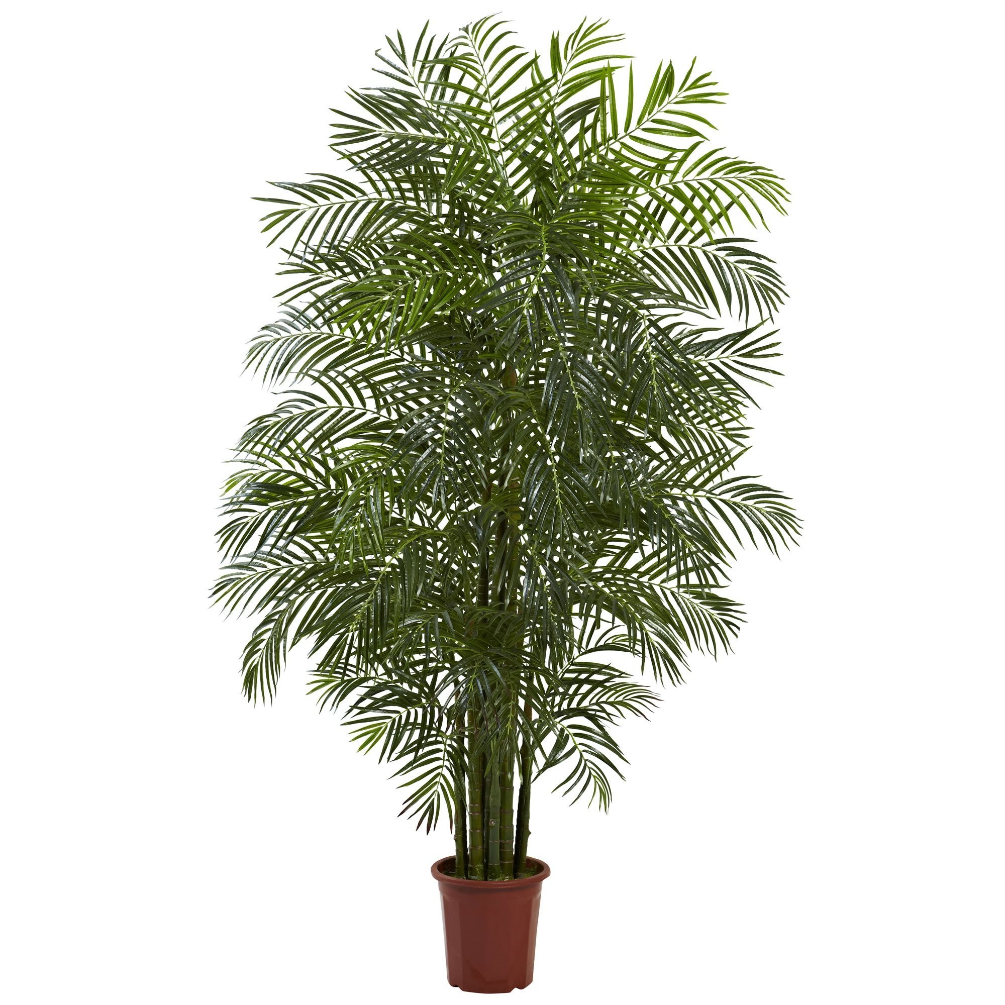 Комнатные растения семейства пальмовых фото и название