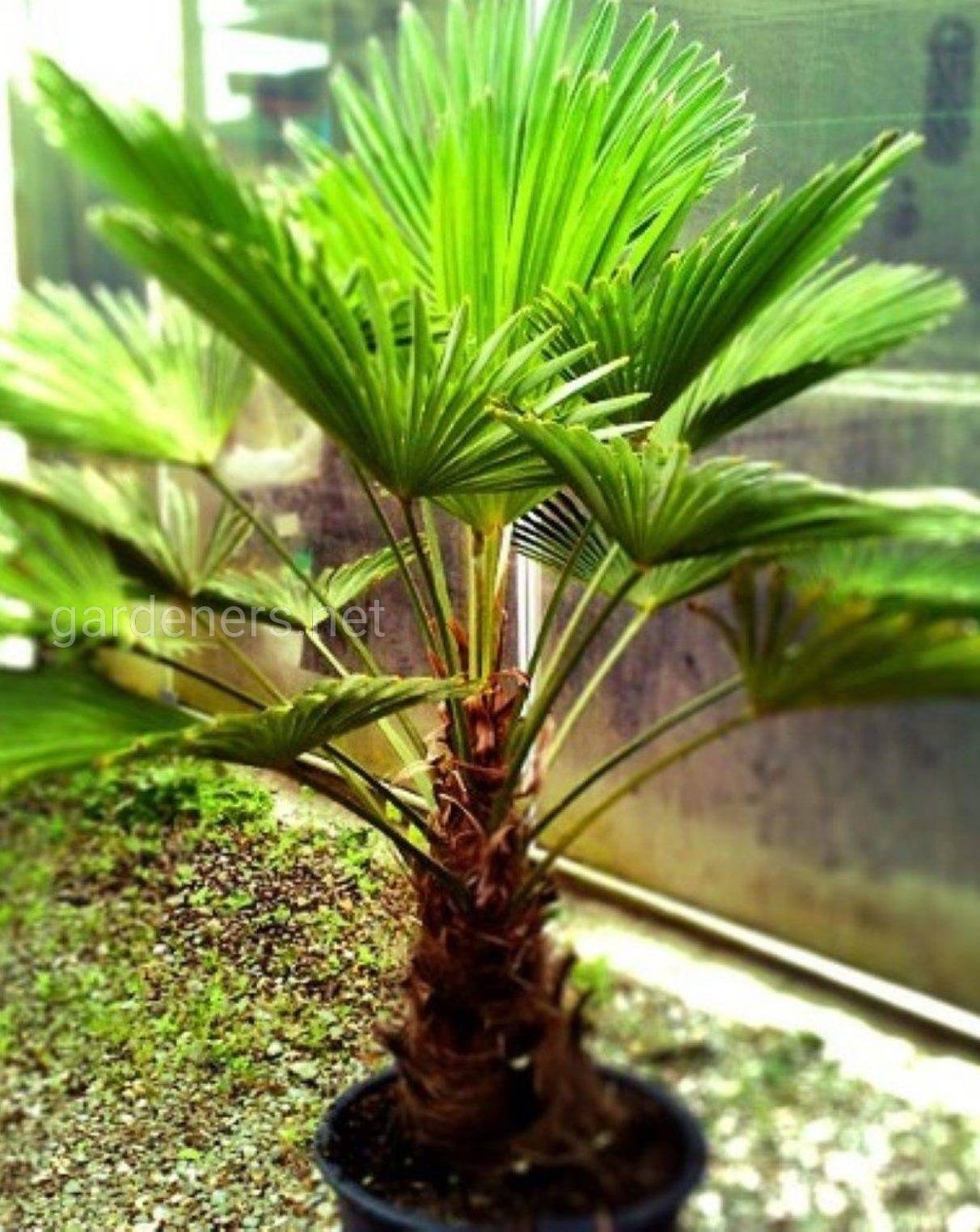 Комнатные растения разновидности фото. Брахея Пальма. Трахикарпус Вашингтония. Цветок Пальма Вашингтония. Брахея Пальма комнатная.