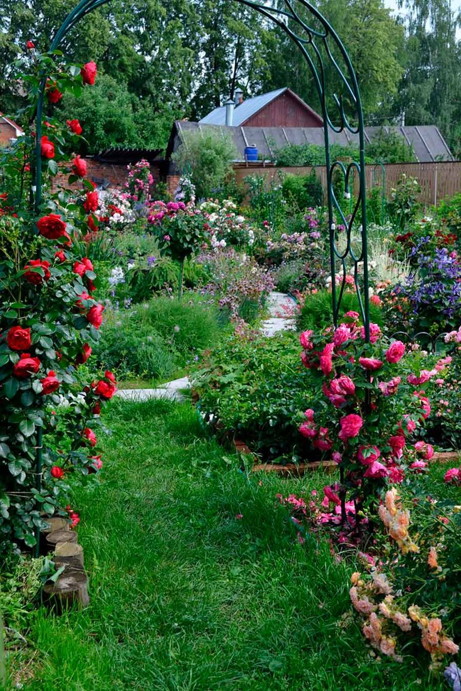 Плетистая роза на перголе