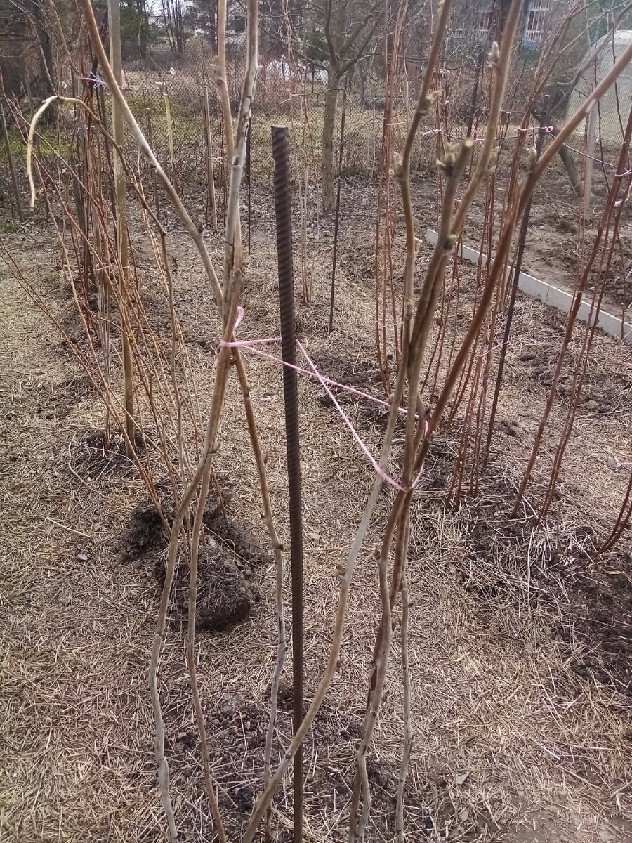 Черноплодная малина подвязка