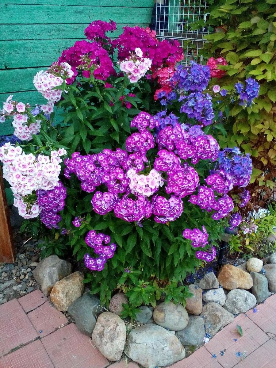 Рабатка с флоксами