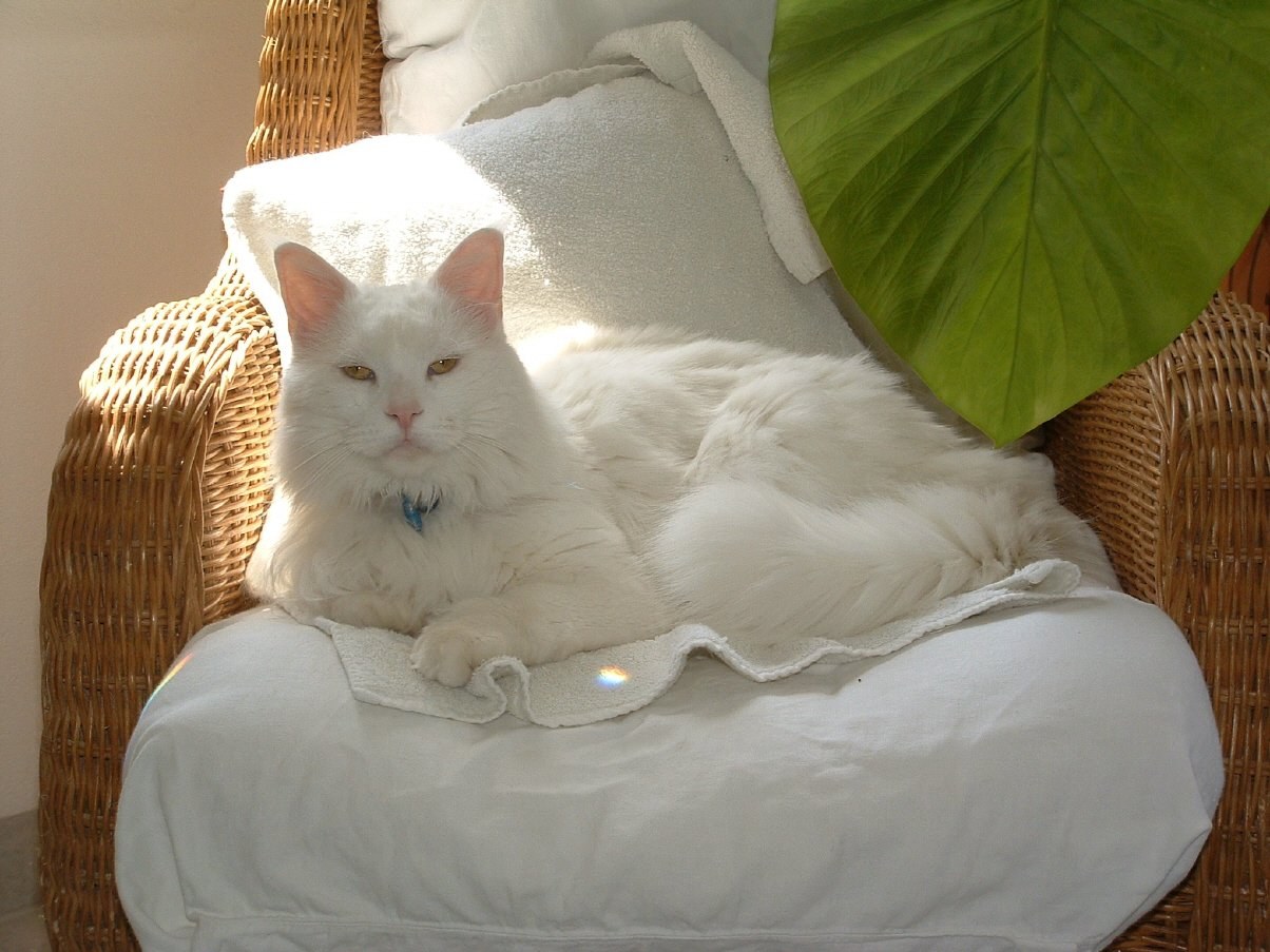 Большой белый кот