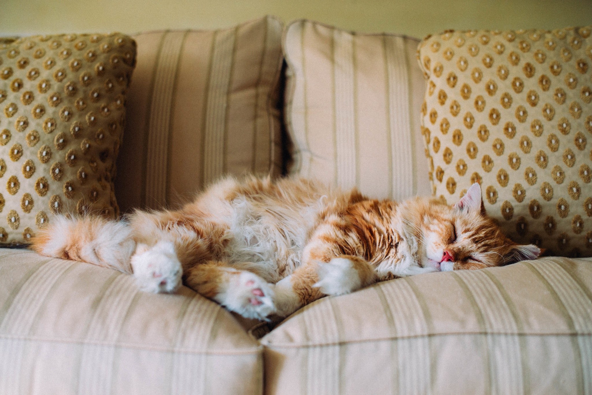 Котенок спит на диване