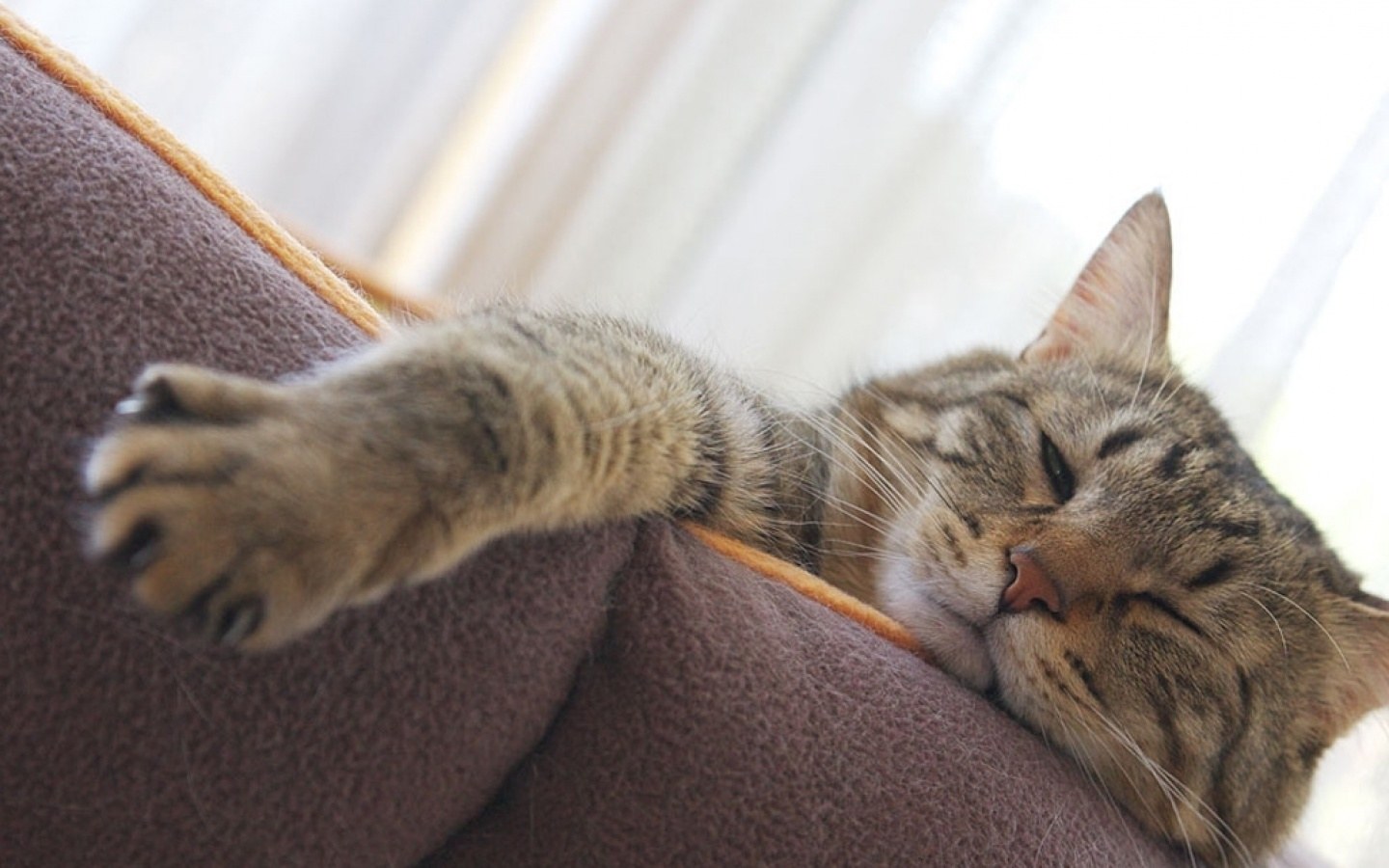Киска терпит. Кот на диване. Диван кошка. Коты на диване. Кот лежит на диване.