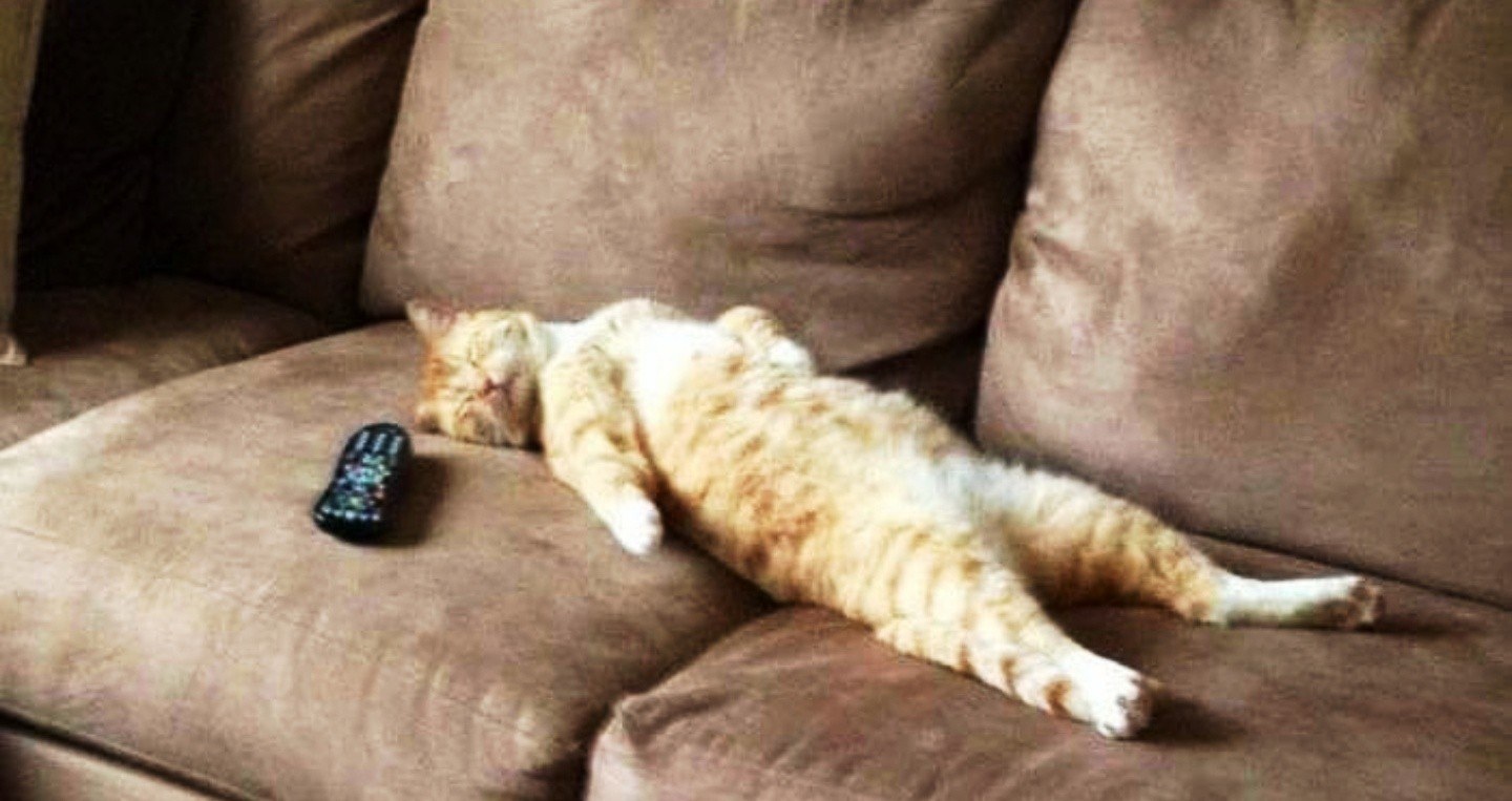 Рыжий кот спит на диване