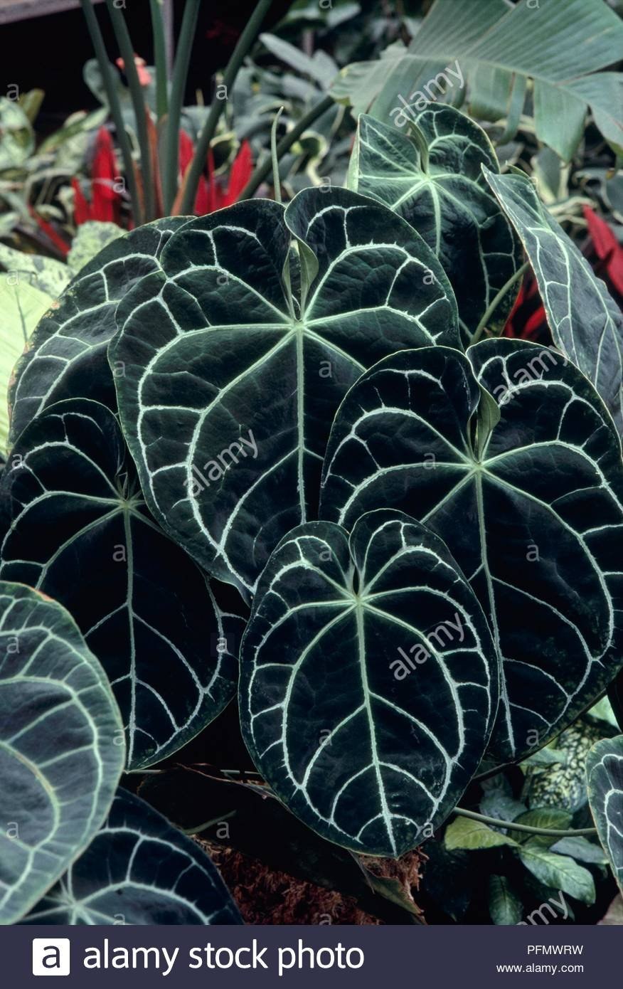 Традесканция силламонтана