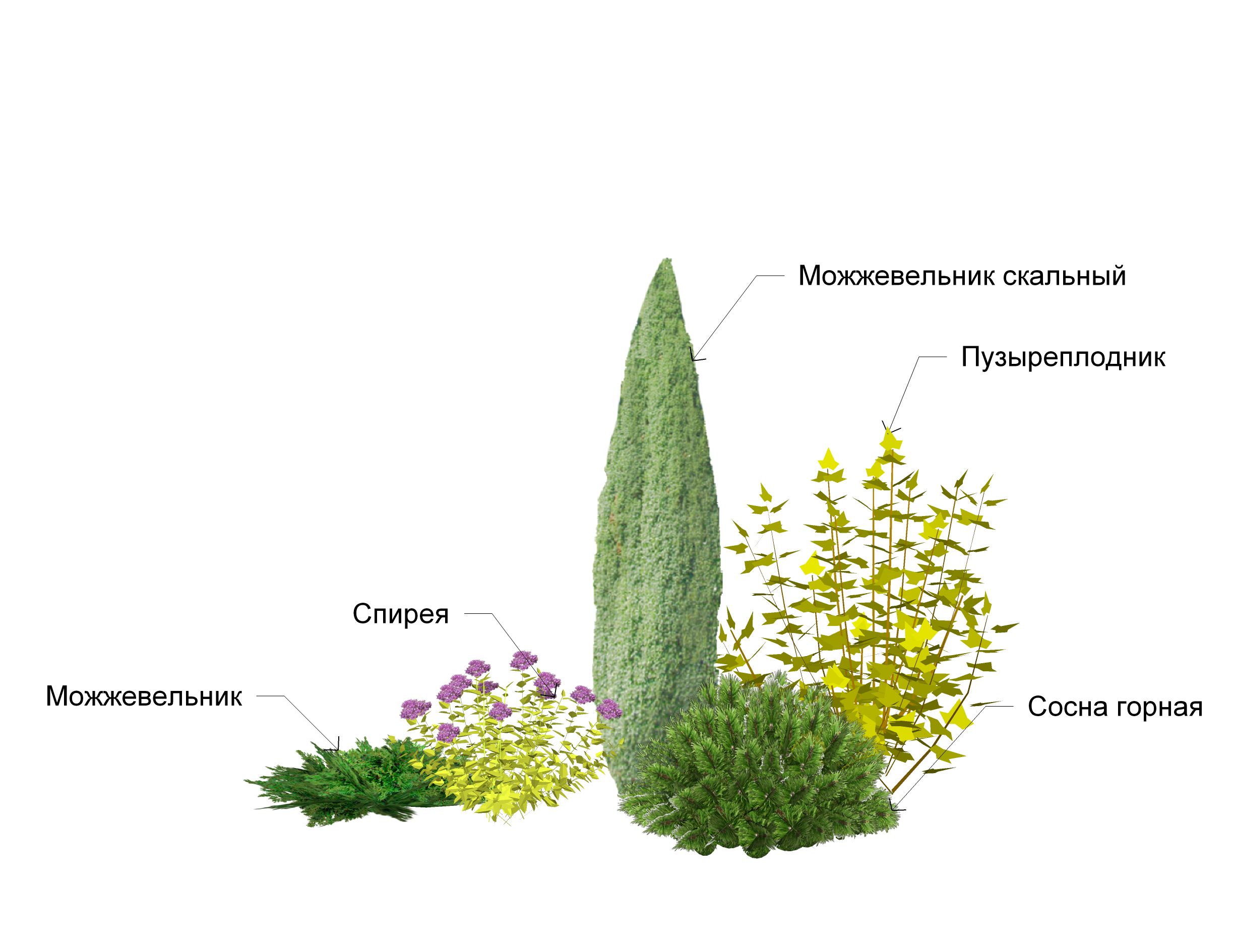 Клумба из пряных трав многолетников схема и фото