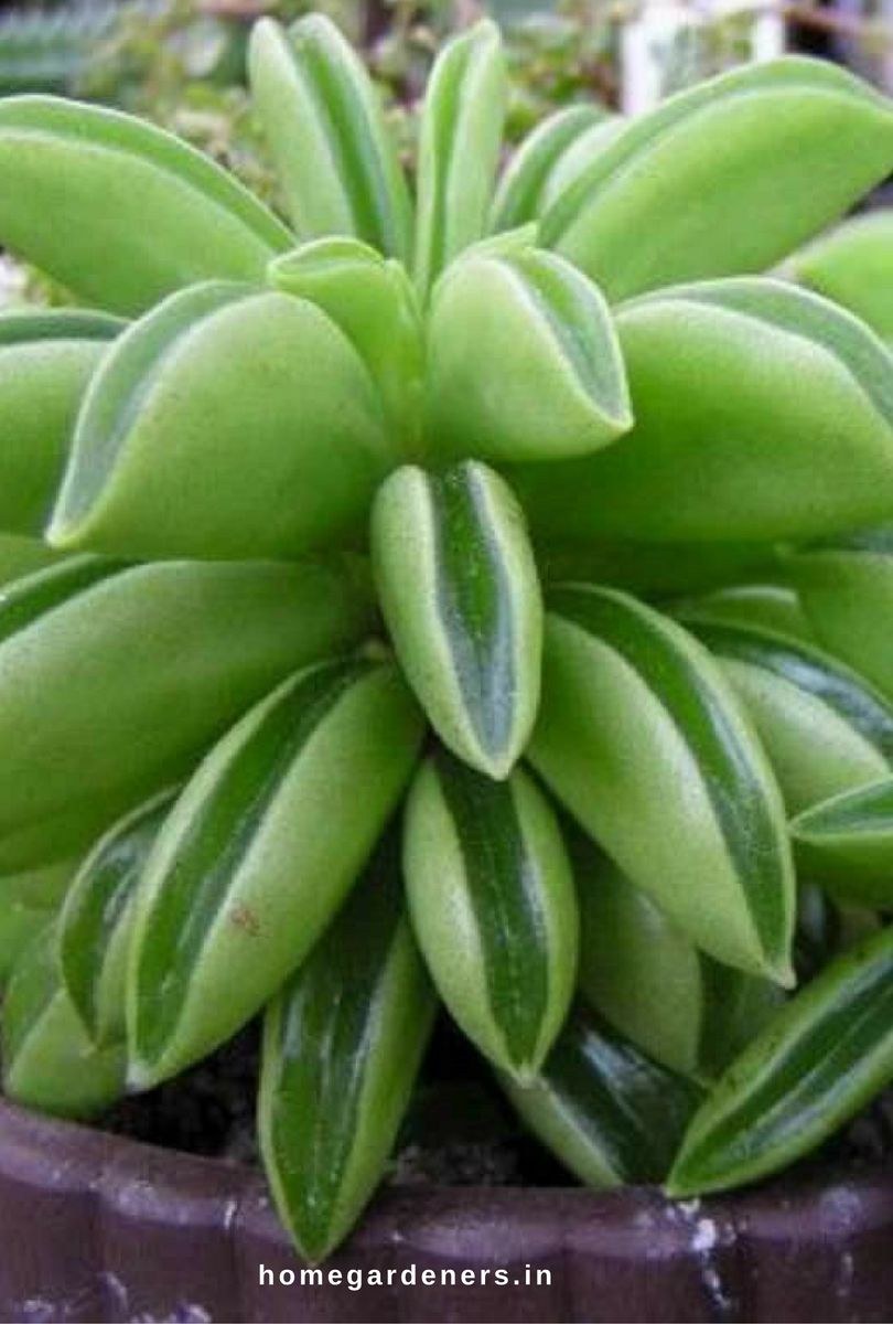 Денежное дерево Пеперомия