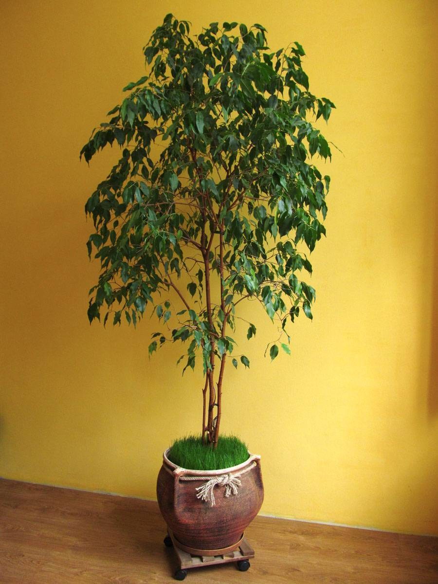 Гавайский фикус Лиана