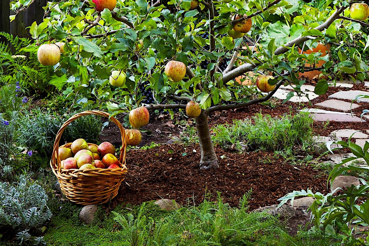 В саду посадили 14 фруктовых. Бардси яблоня. Аркадия Гарден плодовый сад. Ландшафт яблони Сморода. Плодовые деревья на даче.