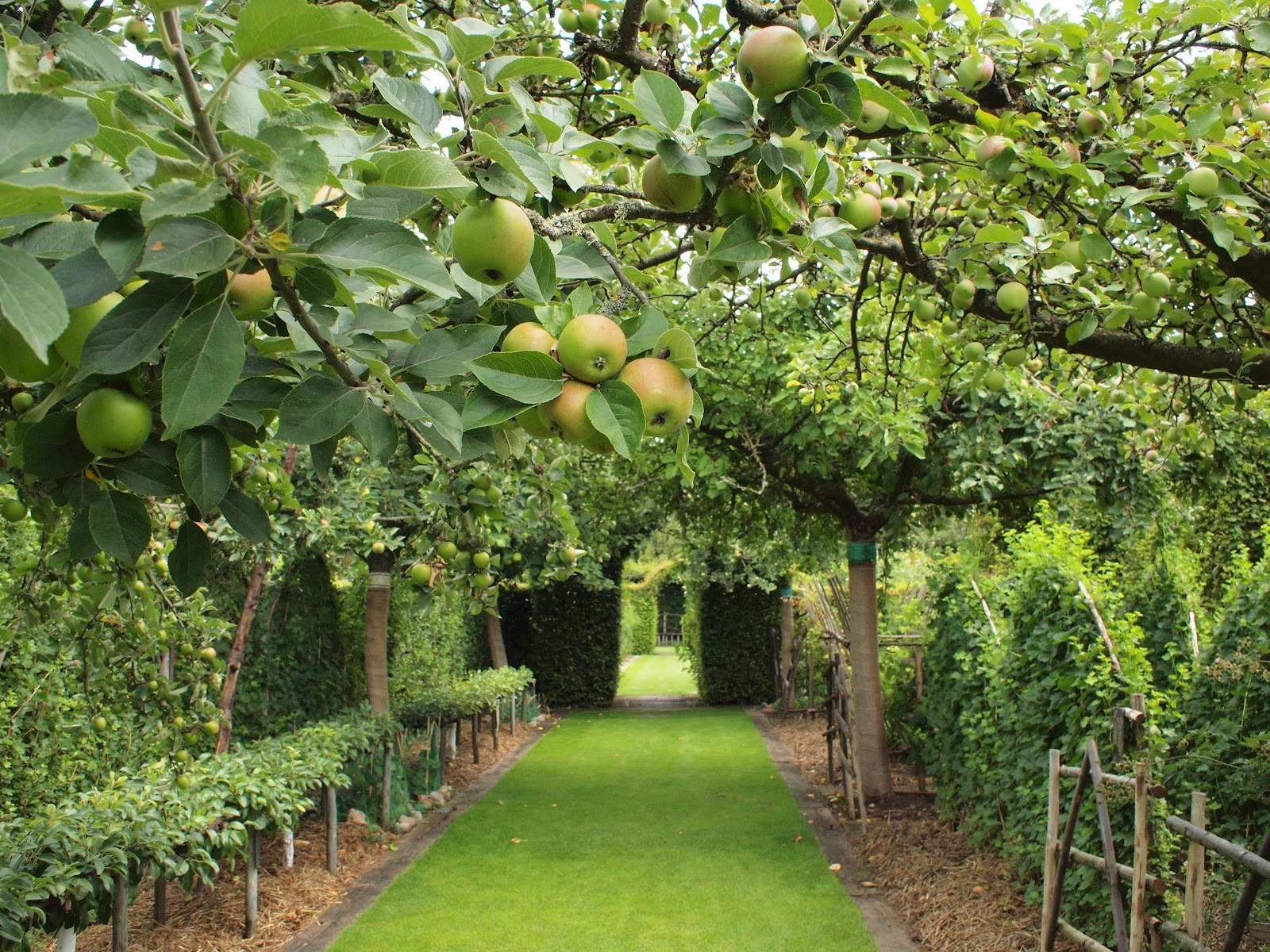 Как распланировать плодовый сад, выбираем сорта фруктовых саженцев