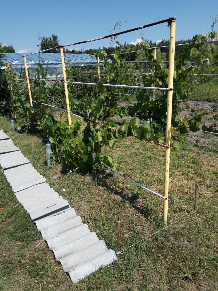 Ограждение для винограда