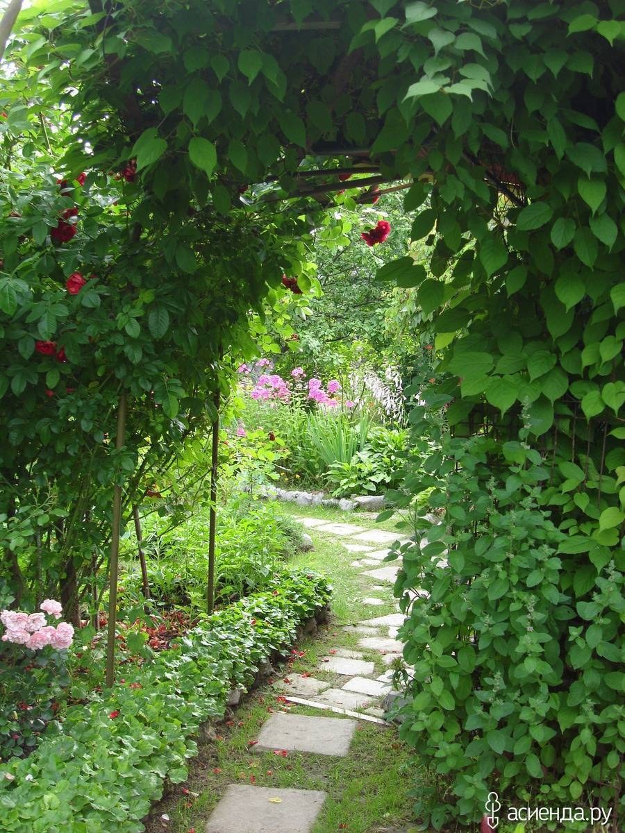 Актинидия коломикта Живая изгородь