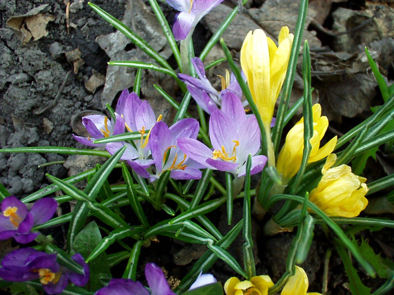Крокусы цветы выращивание в саду многолетние фото и названия