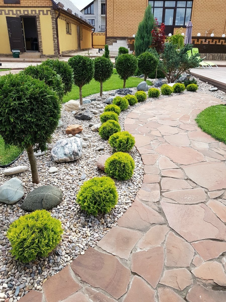 Туя Даника в миксбордере