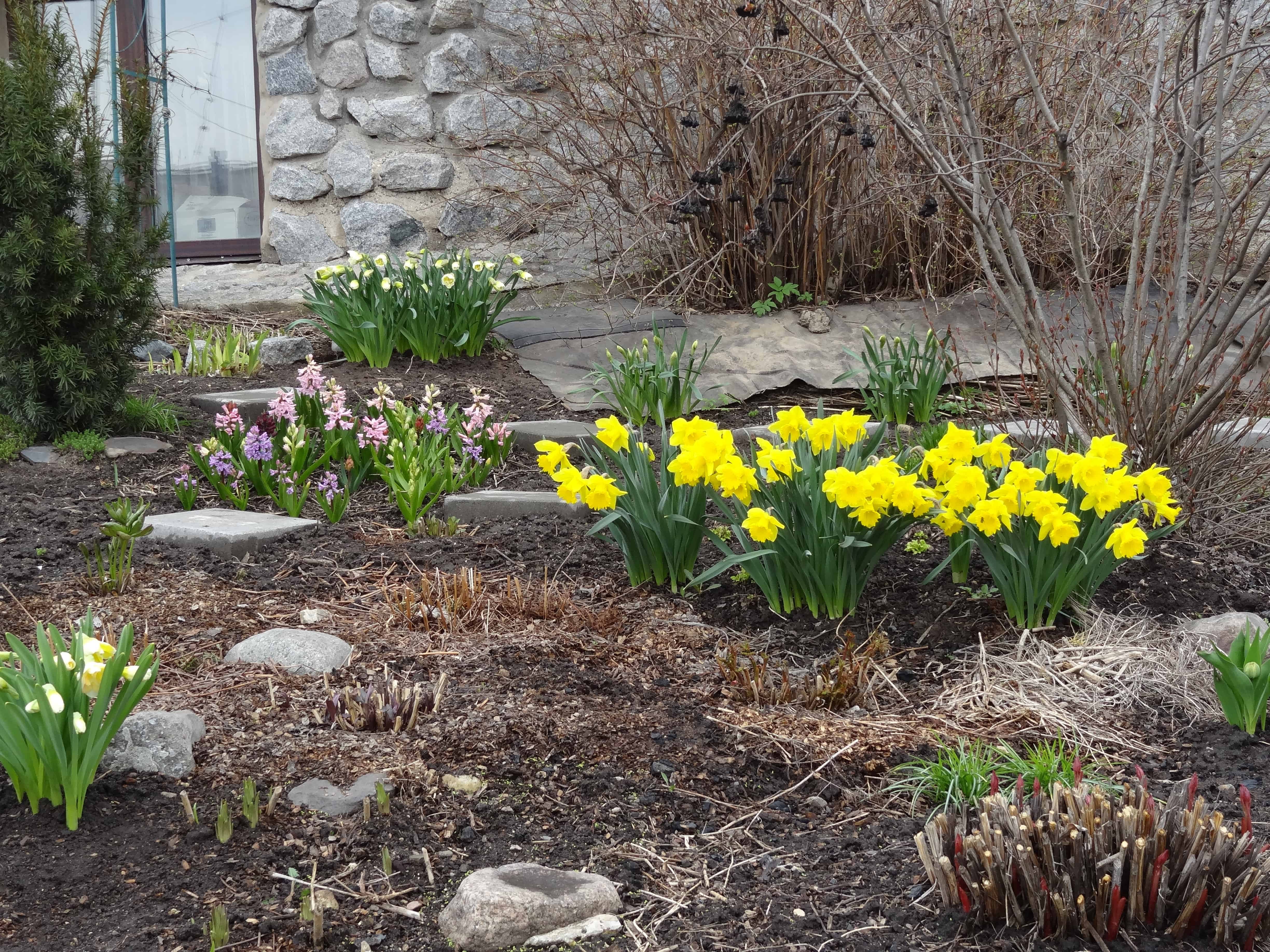 Фото весенних цветов в саду. Крокус, тюльпан, гиацинт, Нарцисс, рябчик. Миксбордер тюльпаны крокусы нарциссы. Альпийская горка тюльпан Нарцисс Крокус. Нарциссы первоцветы луковичные.