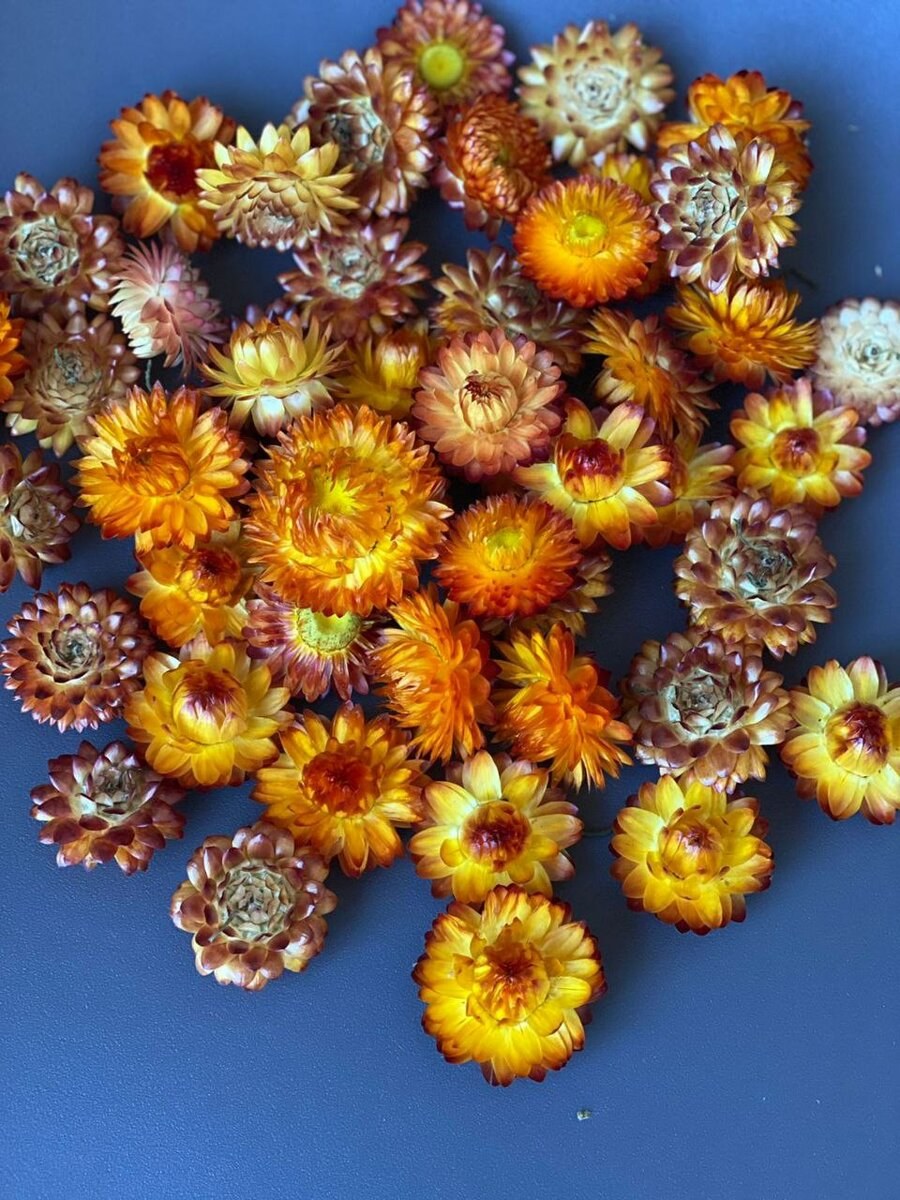 Гелихризум бессмертник сухоцветы