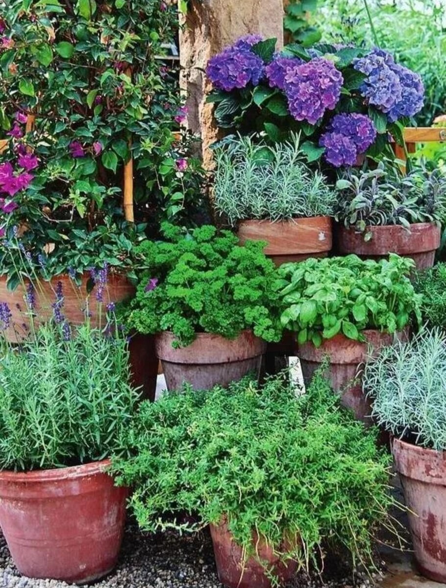 Клумба грядка розмарин тимьян