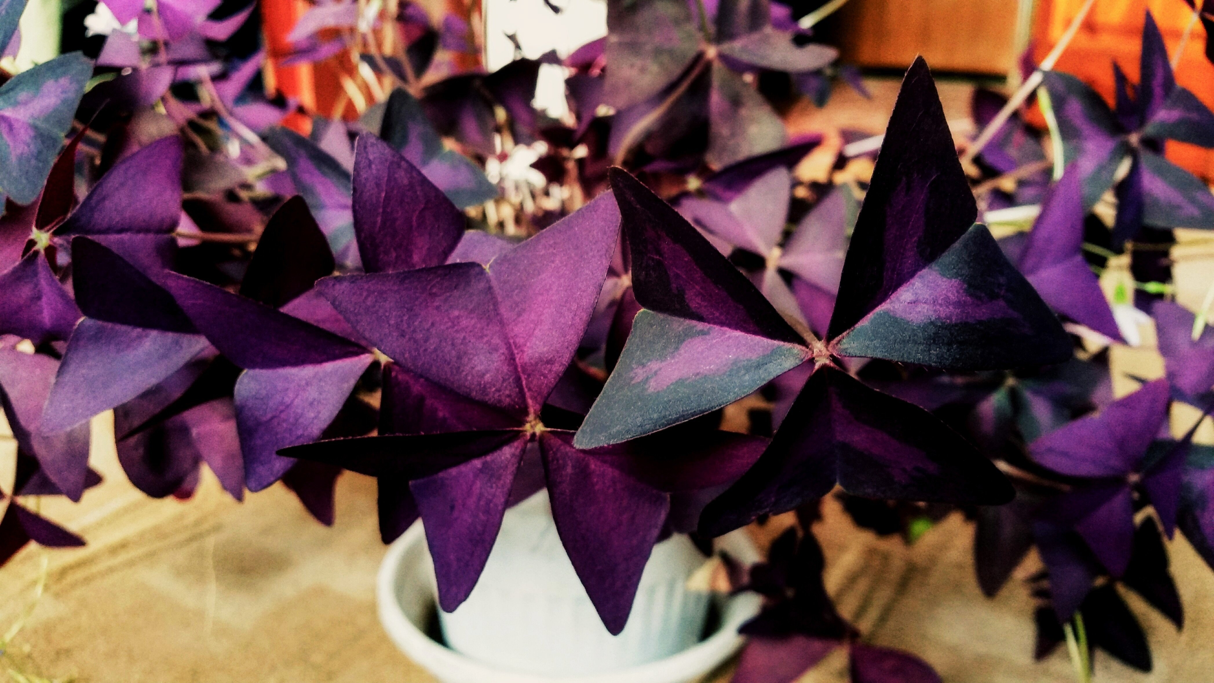 Кислица как ухаживать. Кислица оксалис. Кислица фиолетовая оксалис. Кислица треугольная (Oxalis triangularis). Цветок оксалис с фиолетовыми листьями.