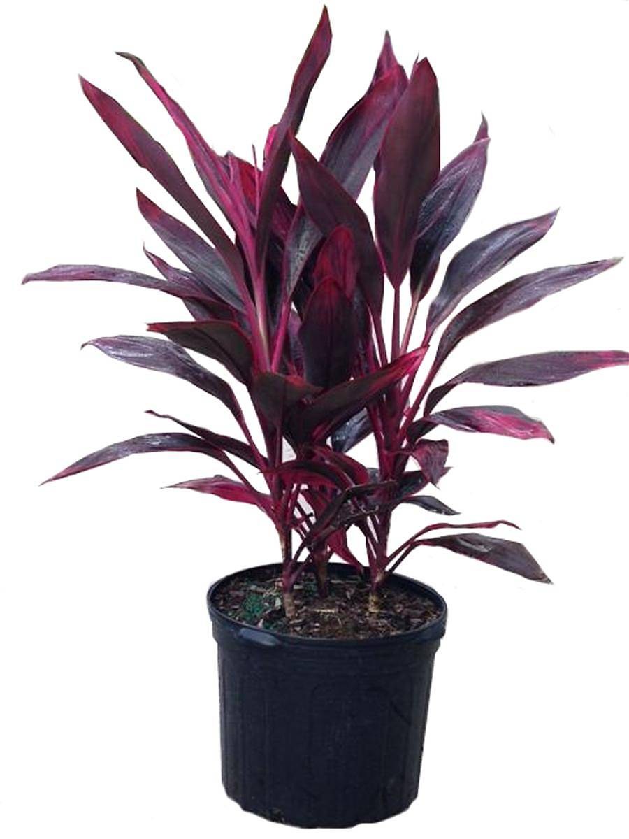 Кордилина Южная