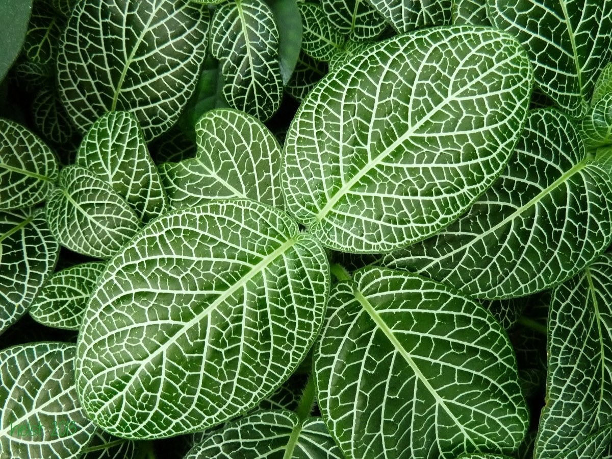 Листья комнатной. Fittonia albivenis. Фиттония Нана. Фиттония Лиана. Фиттония с монстерой.