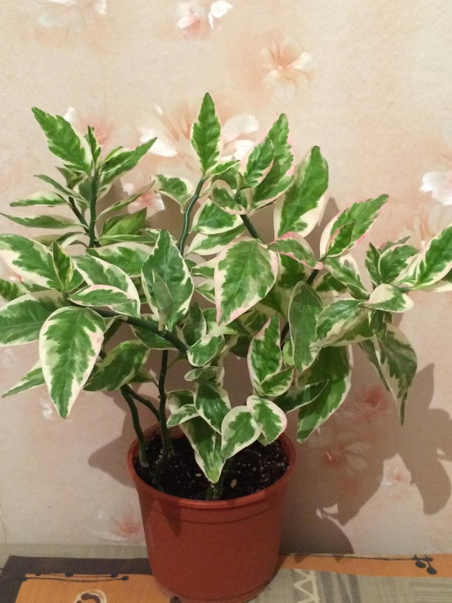 Фикус педилантус