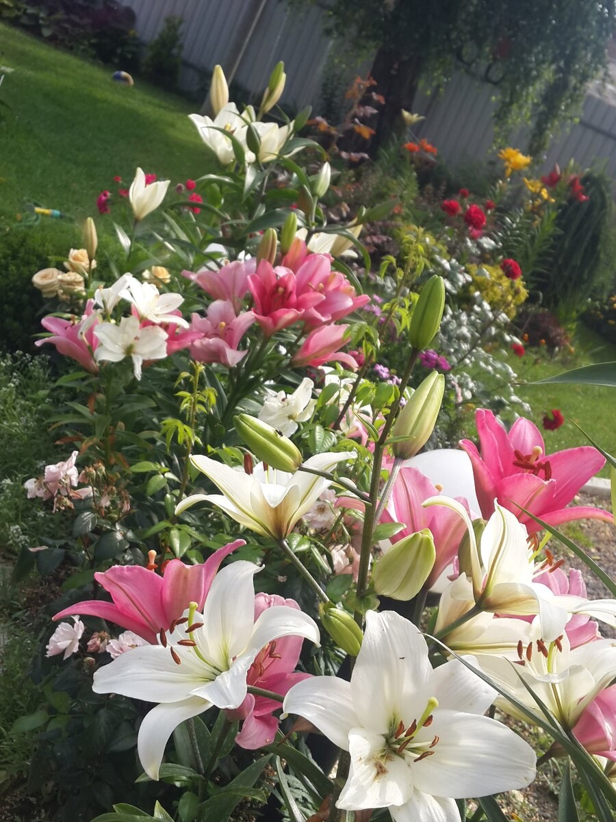 Лилия компаньон