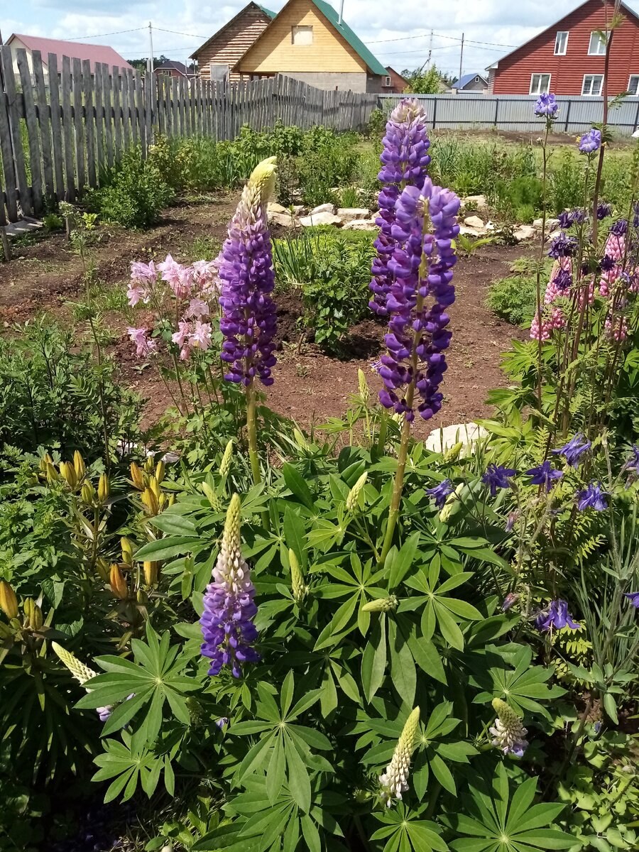 Люпин минарет на клумбе