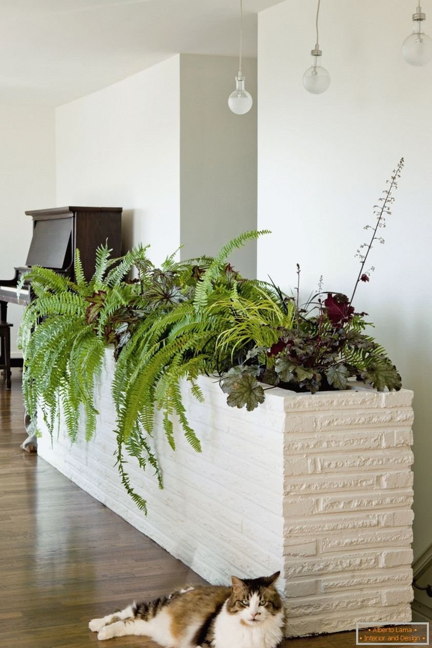 Сансевиерия в интерьере лофт